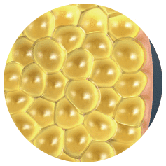 a close-up of yellow cells - Coolsculpting® Elite, Fat Anatomy Diagram includes tags of fat, anatomy, nucleus | Synergy Wellness MediSpa in Oceanport, NJ