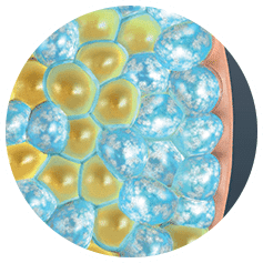 a close-up of a cell - Coolsculpting® Elite, Cryolipolysis - Fat Freezing | Synergy Wellness MediSpa in Oceanport, NJ